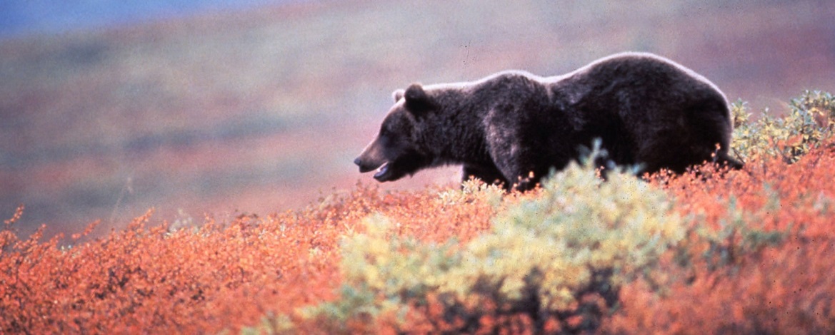 Grizzly bear bear market bull market bull run  What is a Bull Market? What is a Bear Market? What is HoDL?