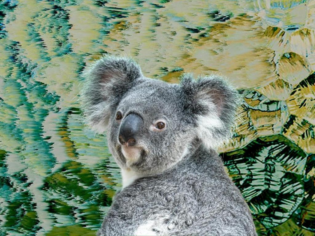 Koala on green background Aussie crypto investing: