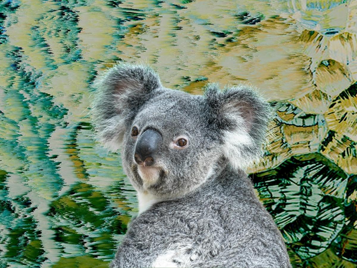 Koala on green background