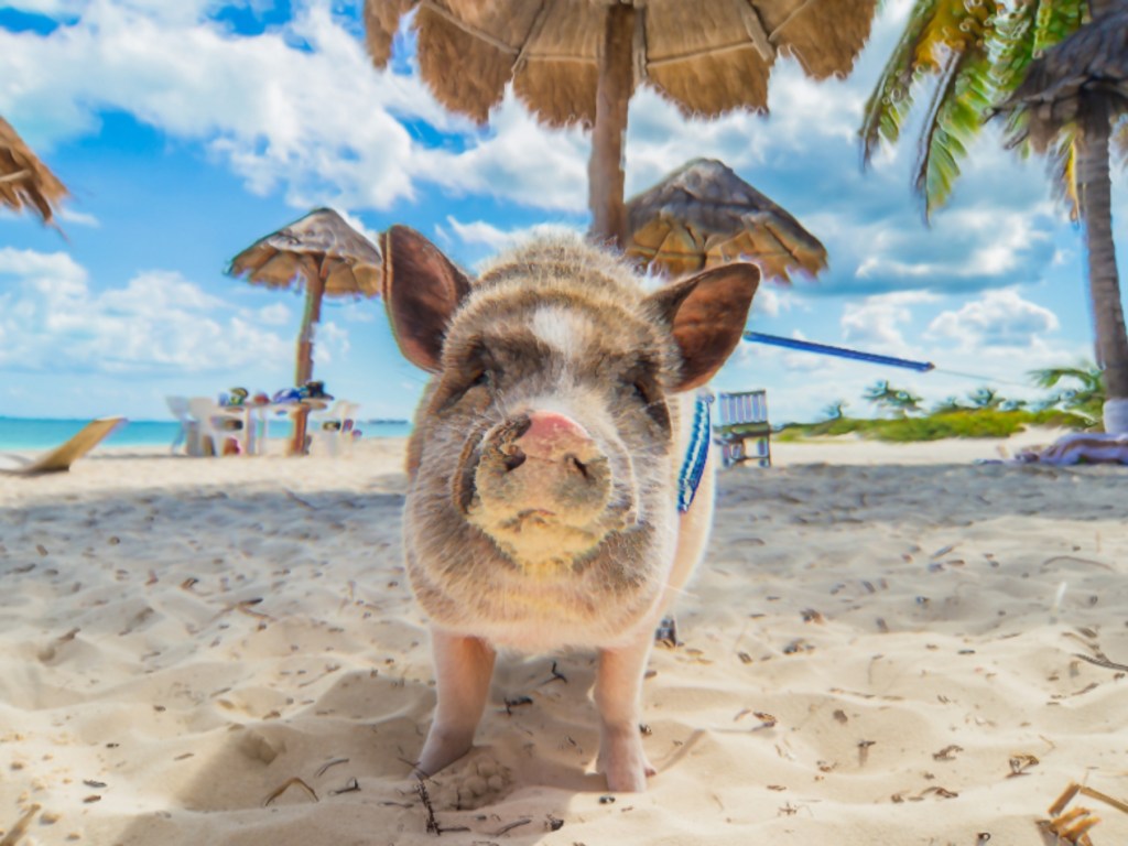 Pig on the beach in the bahamas.