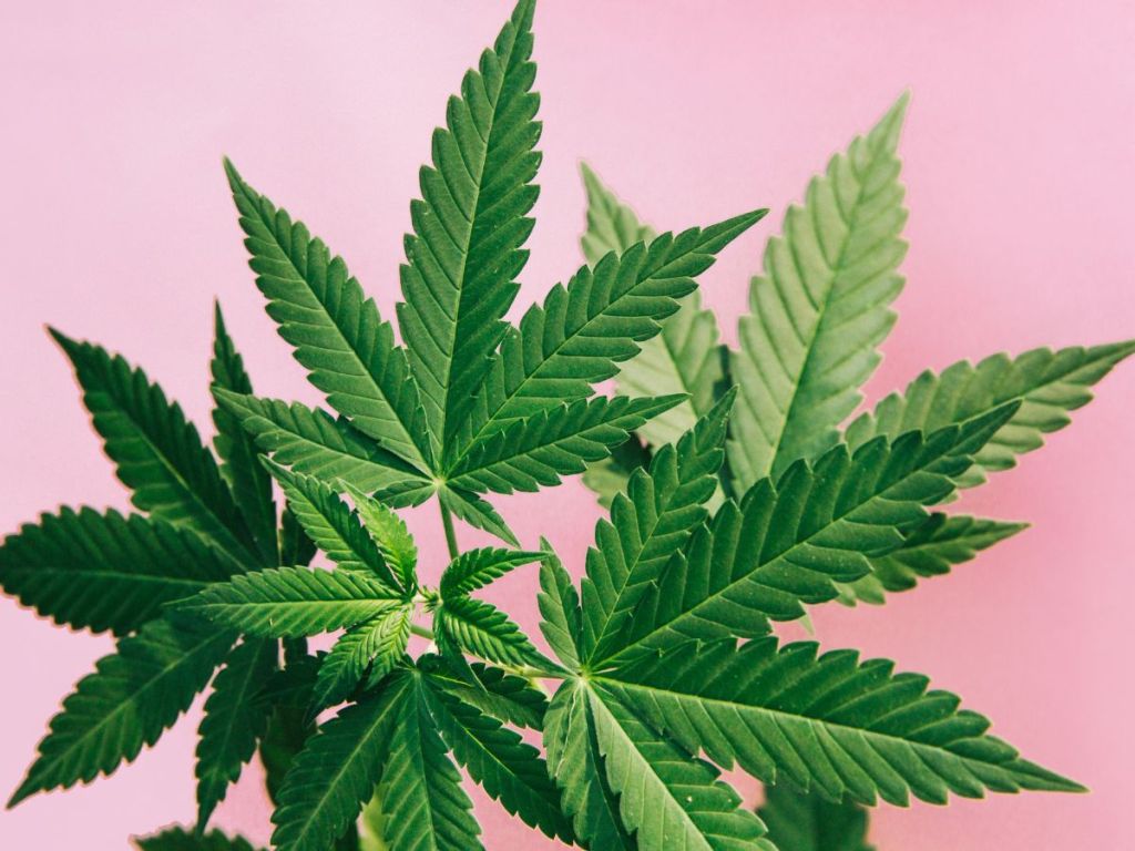 Image of a marijuana leaf against a pink background. April 20, or 4/20. Image: Getty
