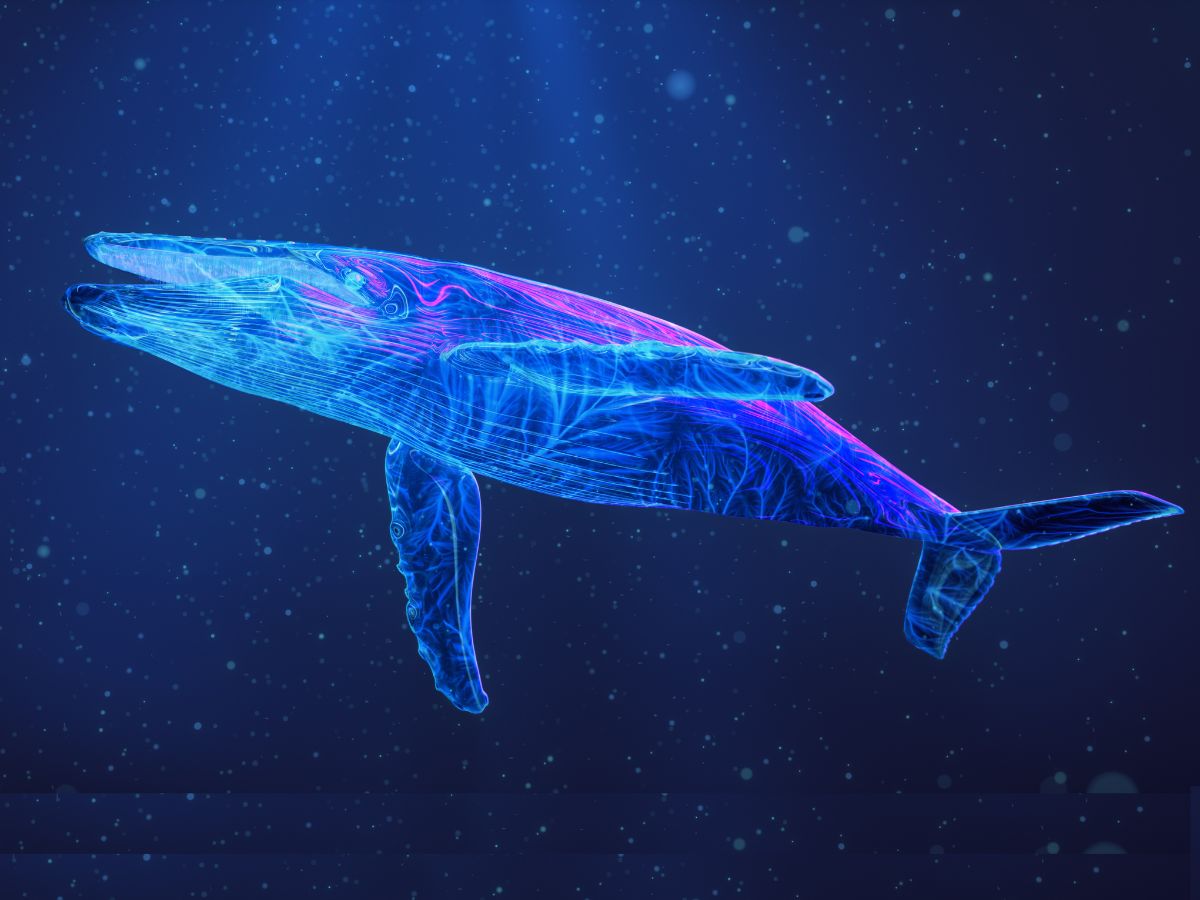 xrp whale xrp whales whale alert