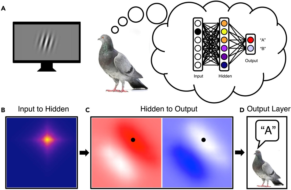 Dim-witted' pigeons use the same principles as AI to solve tasks