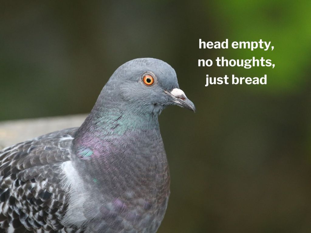 “Bird Brain” Pigeons Actually Think The Same Way As Some AI Systems