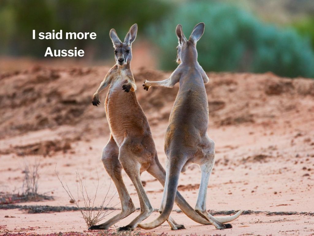 two kangaroos fighting