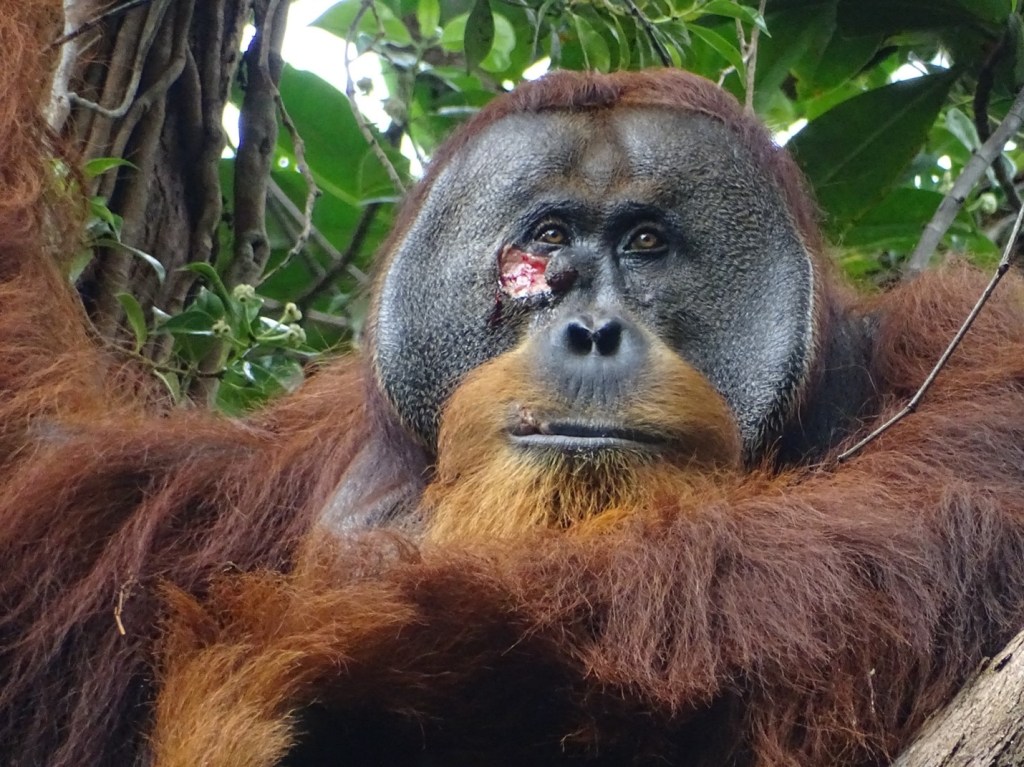 Rise Of The Planet Of The Apes: Orangutan ‘Rakus’ Treats Wound With Medicinal Plant Mash In World First
