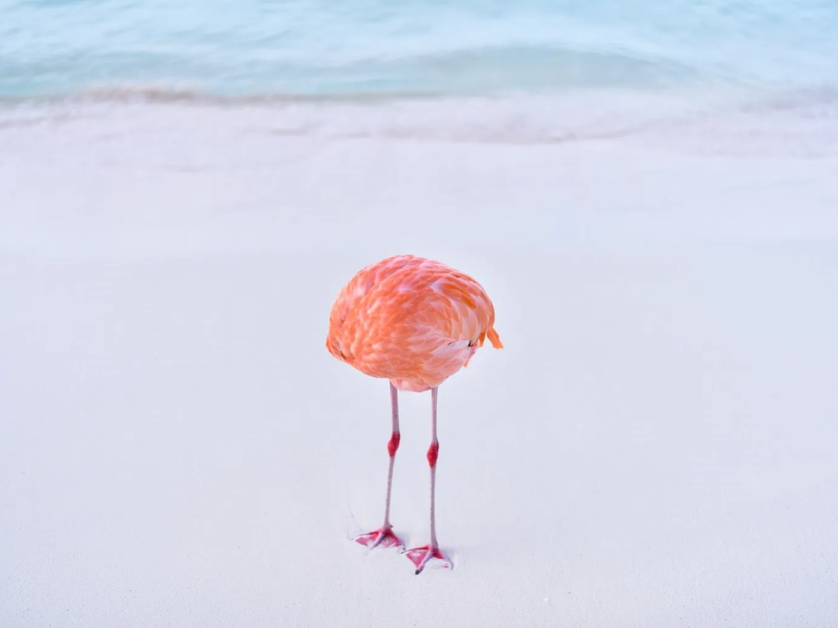 Can You Tell If This Image Is Real Or AI? Photography Contest Judges Couldn’t
